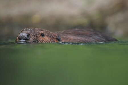 Populace bobrů je v tuzemsku dlouhodobě na vzestupu a současné počty přesahují 4000 jedinců Populace bobrů je v tuzemsku dlouhodobě na vzestupu a současné počty přesahují 4000 jedinců