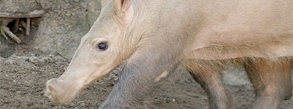 Hrabáč kapský Foto: ucumari photography Flickr