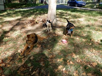 Centrum pro zvířata v nouzi.