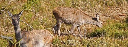 foto: NP Šumava / facebook.com