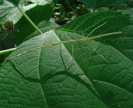 Pakobylka Ramulus irregulariterdentatus má skvělé mimikry. Ale čas od času se nechá schválně odhalit.