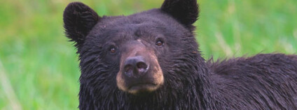 Medvěd černý. Foto: Jim Martin /Wikimedia Commons
