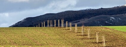 Foto: Kryštof Chytrý / Okrašlovací spolek Mikulov