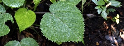 foto: Marina Hurley / sciencealert.com