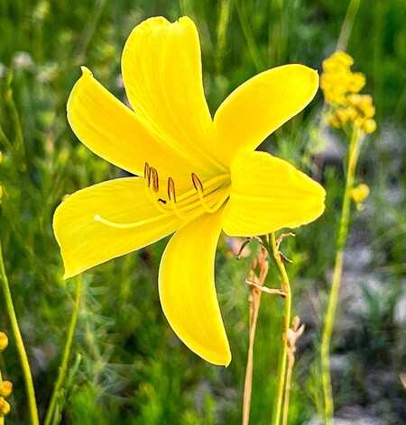 Jeden z výrazných červencových květů stepi: denivka menší.