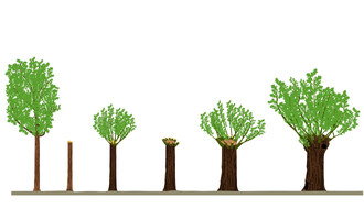 Vrškové hospodaření (pollarding) byl v kombinaci s pařezením nejběžnější způsob hospodaření v minulosti. Ořezávaly či osekávaly se vršky, výmladky dřevin.