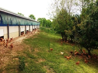 Šetrná produkce vajec je aktuálně velké téma. Do budoucna bude nutno najít optimální konvenční způsoby produkce vajec na jedné straně a na druhé straně vyvážit komfort životního prostředí nosnic, kvalitu vajec a rentabilitu produkce. Agrolesnické způsoby se přímo nabízejí. Kombinace slepičích farem za účelem produkce vajec a pěstování cenného nebo palivového dříví vytváří ideální životní prostředí pro slepice a zároveň přispívá k biodiverzitě krajiny.