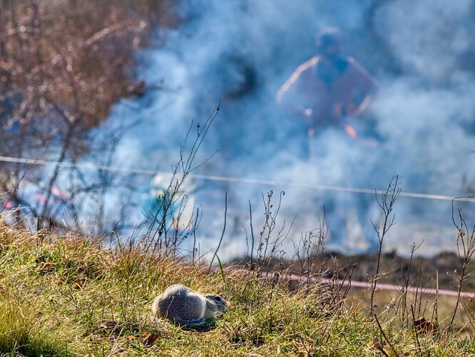 Sysel do poslední chvíle sleduje blížící se plameny, pak na chvíli zmizí ve své noře. Zanedlouho je opět na svém místě.