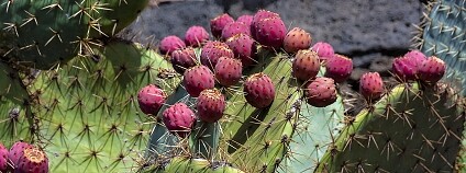 Foto: Jordi Payà Canals / Flickr