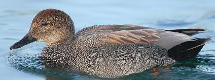 Kopřivka obecná Foto: Mdf / Wikimedia Commons