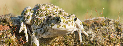 Ropucha zelená Foto: Richard Bartz Wikimedia Commons