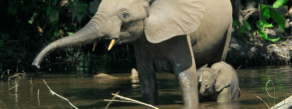 Foto: Liza Gross / PLOS Biology