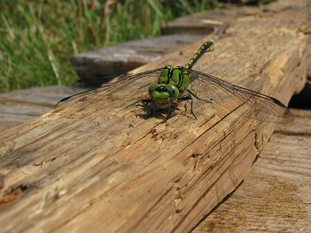 "Na území byla zachycena řada vzácných nebo chráněných druhů živočichů. Koryto řeky je dokonce vyhlášeno jako evropsky významná lokalita, kde žije ohrožený druh vážky klínatky rohaté," uvedl Ivan Hoza z pardubické pobočky Českého svazu ochránců přírod