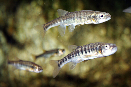 Střevle potoční jsou drobné ryby. Kdysi byly běžným druhem, nyní jsou chráněné.