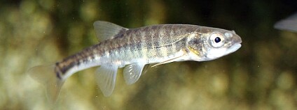 Střevle potoční Foto: Karelj Wikimedia Commons