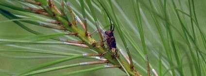 foto: L.D. Dwinell, USDA Forest Service, Bugwood.org / Wikimedia Commons