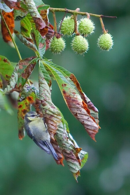 Klíněnka jen na území Ostravy ohrožuje téměř 1500 stromů. Larvy požírají listy, které žloutnou a opadávají, strom tak slábne a v průběhu několika let může zcela uschnout. Město chce v následujícím období zjistit, zda byla technologie účinná, a mohlo by ji tak v případě potřeby dále využívat. / Na obrázku jsou listy napadené klíněnkou.