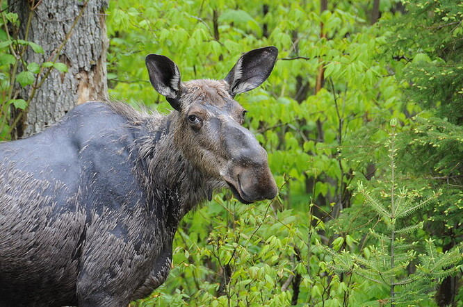 Losi sůl a další minerály obvykle získávají z lizů, které jsou pro ně a další zvířata nachystaná na území parku, ale přišli na to, že se mohou dostat i k posypové soli, která zůstává na autech.