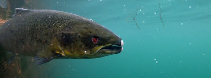 losos farmový chov Foto: Compassion in World Farming