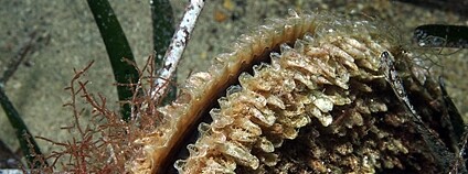 Kyjovka šupinatá Foto: mykle hoban Flickr