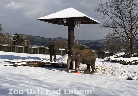Ústecké muzeum vystavuje kostru slonice Kaly. Ta byla jedním ze symbolů místní zoologické zahrady, v níž žila od roku 1985. / Ilustrační foto