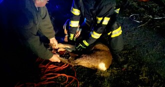 Záchrana srnky na zamrzlém rybníku.