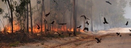 Foto: Dick Eussen / sciencealert.com