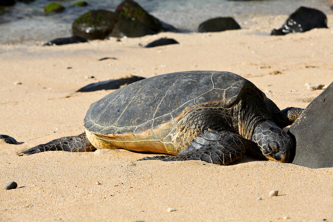 Nedávná havárie lodi u Srí Lanky dodává projektu Turtle ID na naléhavosti.