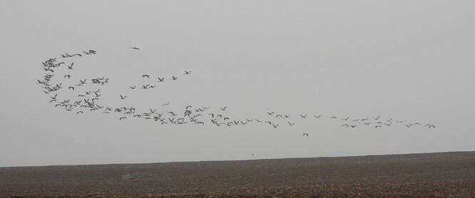 Hejno jeřábů popelavých na podzim 2020.