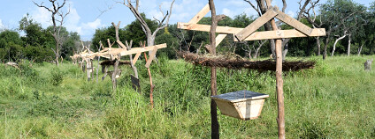 Foto: Arthur F. Sniegon / Save-Elephants