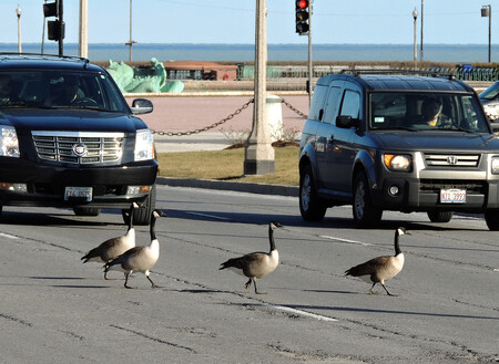 V Chicagu je pro bernešky bezpečněji. Jsou tu sice auta, ale nejsou tu lovci. V Chicagu je pro bernešky bezpečněji. Jsou tu sice auta, ale nejsou tu lovci.