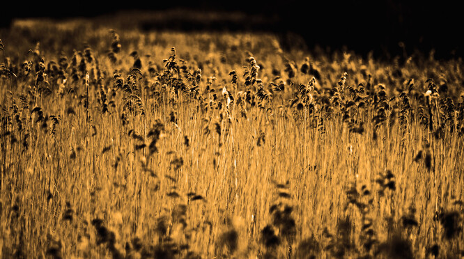 Rákosina se po požáru zregeneruje rychleji než po zásahu buldozerem. Rákosina se po požáru zregeneruje rychleji než po zásahu buldozerem.