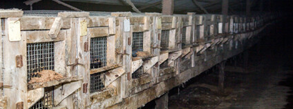 foto: Dzivnieku briviba (Svoboda zvířat) / Flickr