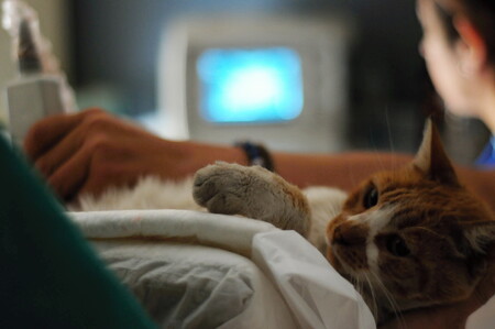 Antibiotika? Jedině z rukou veterináře.