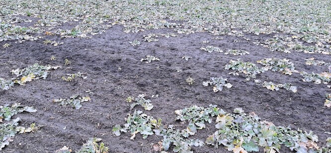 Zničená ozimá řepka. Takových kol je na ploše několik. Má smysl sypat či nemá?