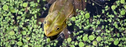 Foto: Willard / Flickr