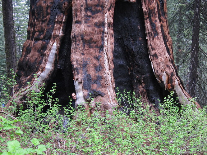 Loňský požár totiž dokázal svou ničivou silou najednou odepsat 10-14 % veškeré existující přirozené populace stromů tohoto druhu. Včetně v pořadí 9. největšího sekvojovce na světě, Krále Artuše (na archivním snímku).
