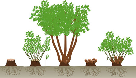 Pařezení (coppicing) patří k nejstarším způsobům obnovy porostů dřevin. Pařezy (často vysoké) byly ponechávány k zmlazení.