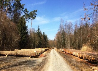 Ukázka aukce cenných sortimentů, kde jsou prodávány hodnotné kmeny nejen ovocných dřevin, jako je např. třešeň ptačí. Na ní právě autor článku pózuje před fotografem (Německo).