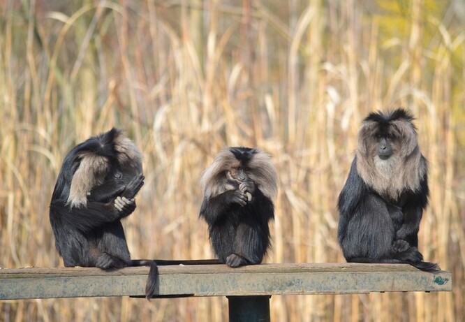 Makakové v Zoo Plzeň.