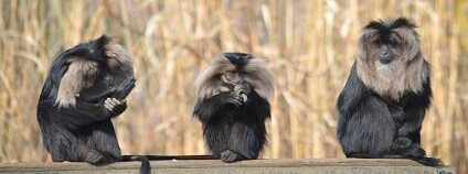 foto: ZOO Plzeň / facebook.com