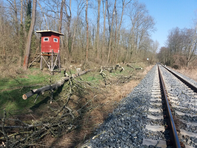 Pokud stromy ohrožovaly život či zdraví nebo mohly způsobit významnou škodu, mohly se pokácet bez povolení i před úpravou zákona č. 114/1992 Sb. v roce 2017. Stačilo podat oznámení.
