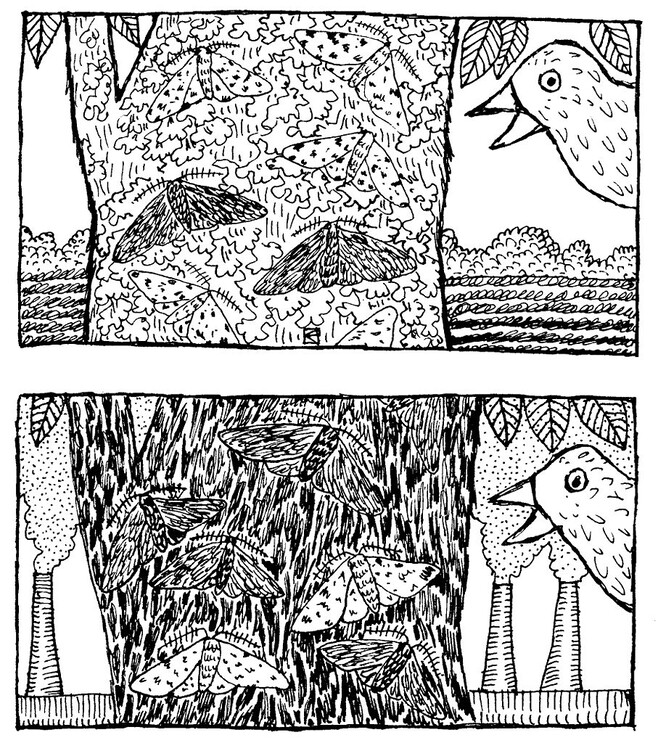 Příklad evoluce přírodním výběrem. Drsnokřídlec březový před a během průmyslové revoluce.