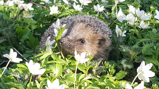 Přes zimu se pracovníci ve stanici starají o dvě stovky zvířat, vedle ježků a netopýrů jsou mezi nimi i poranění ptáci nebo veverky. Zvířata, která budou dostatečně silná a zdravá, se na jaře vrátí do přírody.