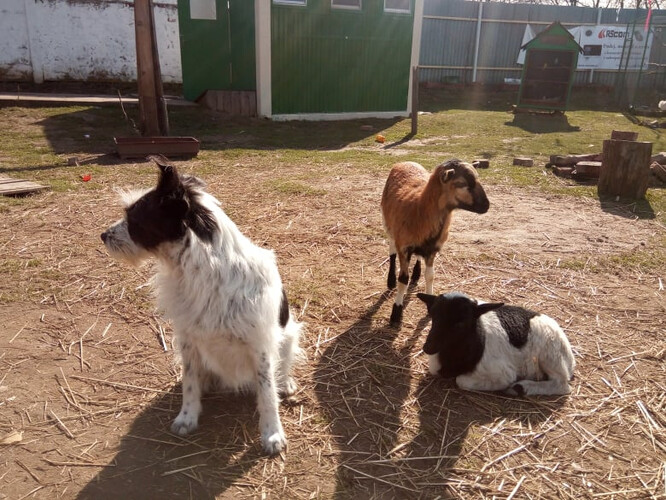 Organizace se stará o 80 hospodářských zvířat, z nichž většinu zachránila ze špatných podmínek.