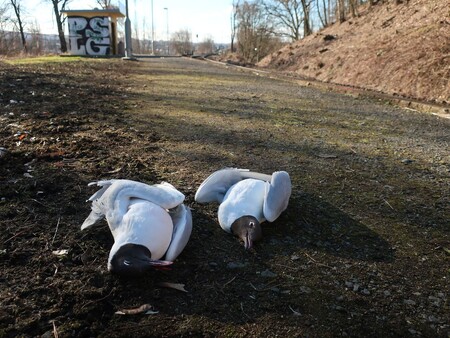 Pokácení přerostlých dřevin na železničních náspech a svazích nad koridorem samotné trati bylo pro racky fatální.
