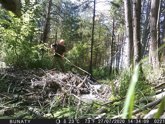 Pachatel vyfotografovaný při poškozování bobří hráze a odvodňování lokality. Foceno 27. 7. 2020.