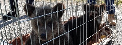 foto: Policie České republiky