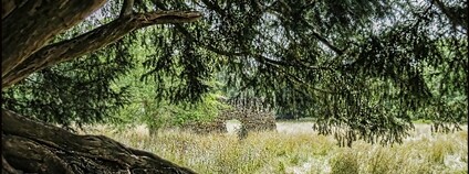 Tis červený v Waverley Abbey Foto: Pirátská strana Flickr