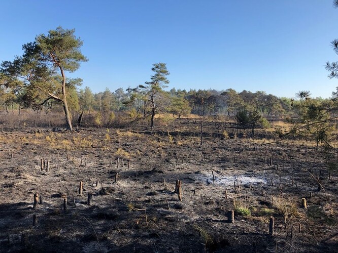 Požár v přírodní rezervaci u obce Oud-Turnhout v Belgii.